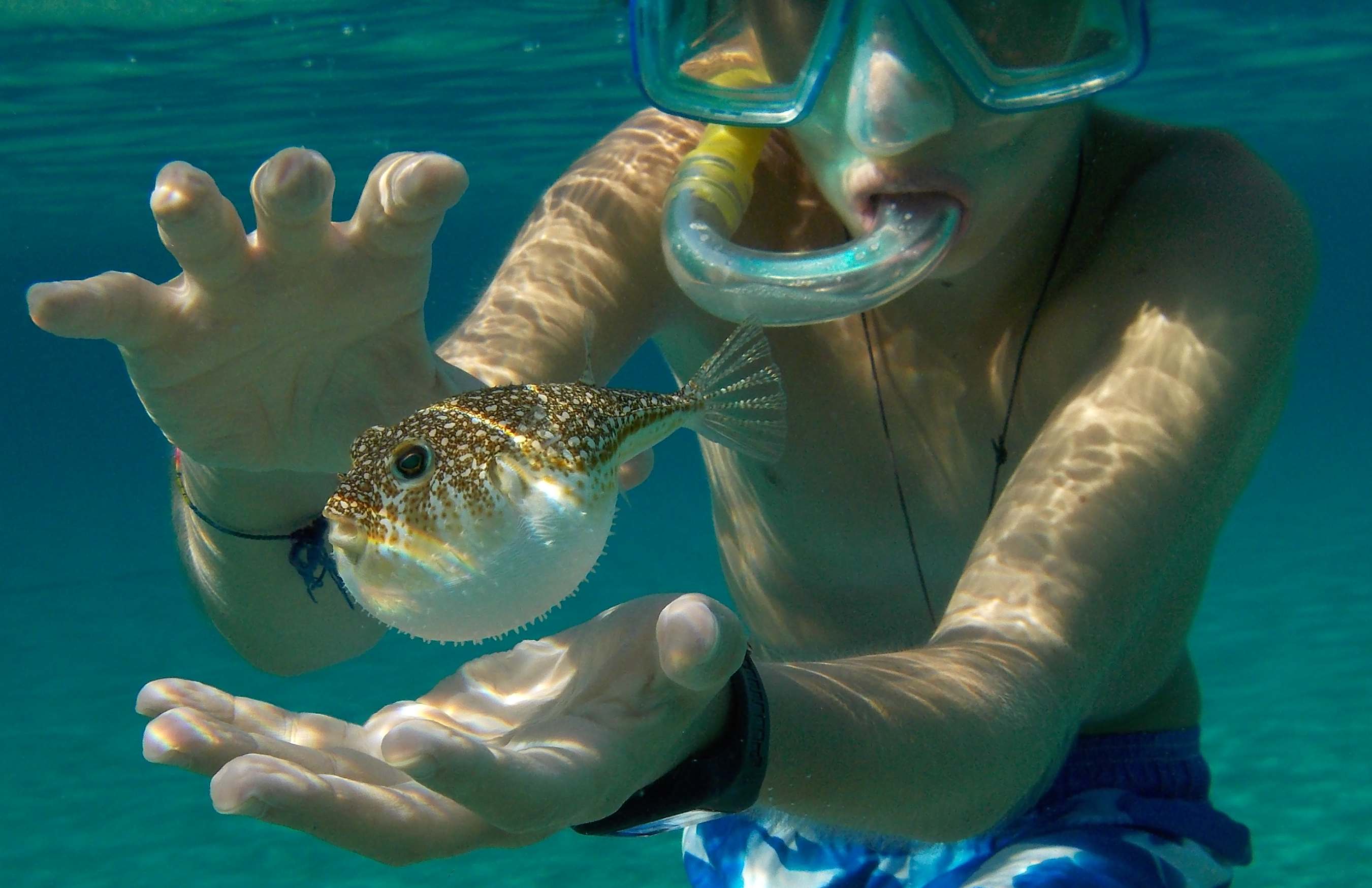 Torquigener flavimaculosus  a Karpathos (Grecia)